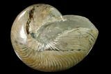 Polished Fossil Nautilus (Cymatoceras) - Madagascar #140430-1